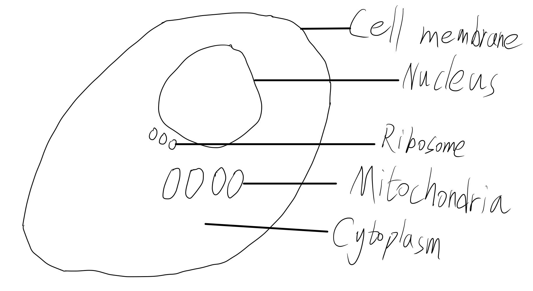 Animal cell diagram