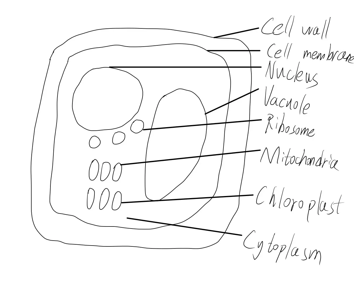 Plant cell diagram