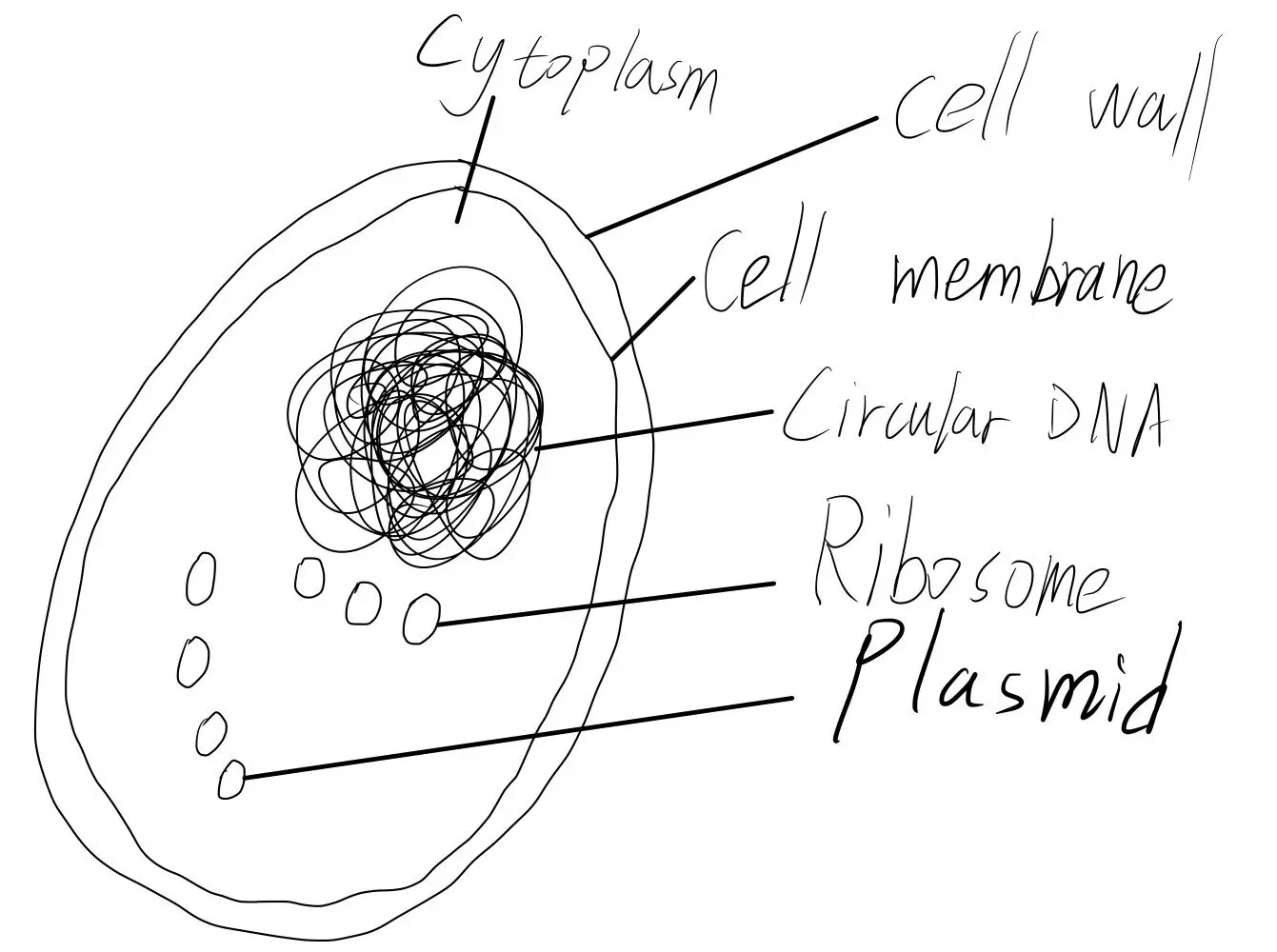 Prokaryotic cell diagram